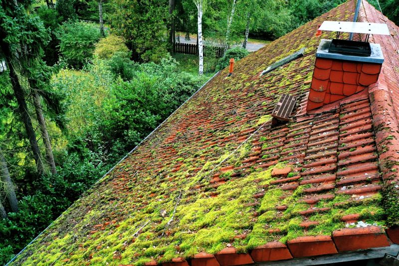 Roof Moss Cleaning Service