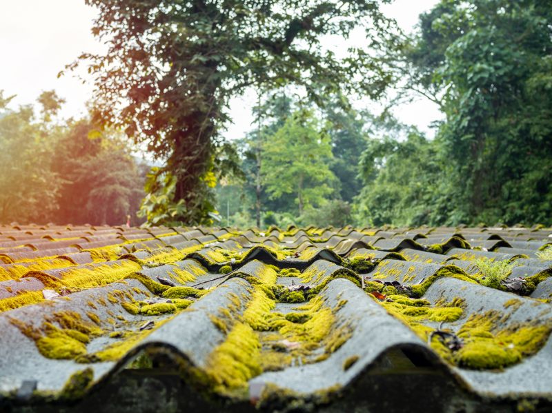 Roof Moss Cleaning Service